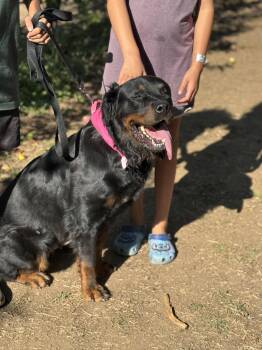 Rescue Rottweiler Dogs for Adoption in Ramona, California - Coffee | PetCurious