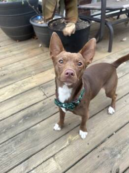 Rescue Chihuahua Dogs for Adoption in Plymouth, Michigan - Fisher | PetCurious