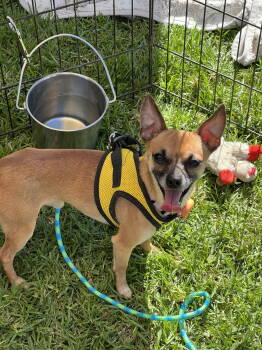 Rescue Chihuahua Dogs for Adoption in Dana Point, California - Coleman | PetCurious