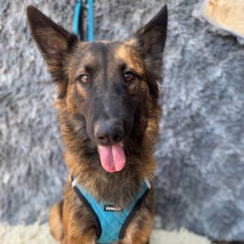 Rescue German Shepherd Dog and Belgian Shepherd Malinois Dogs for Adoption in San Diego, California - Harper | PetCurious