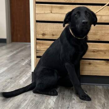 Tate -  Black Labrador Retriever and Mixed Breed Dog for Adoption in Wadena, Minnesota - Tate | PetCurious