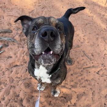 Shar Pei and Basset Hound Dogs Available for Adoption in Kanab, Utah - Ant | PetCurious