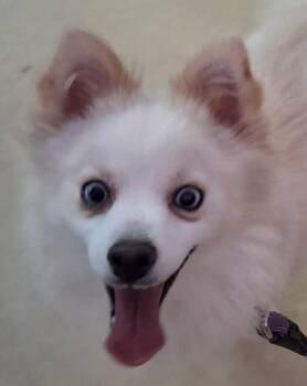 Gidget -  Pomsky Dog for Adoption in New Castle, Indiana - Gidget | PetCurious