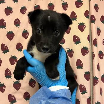 Doggy -  Shepherd and Mixed Breed Dog for Adoption in San Antonio, Texas - Doggy | PetCurious
