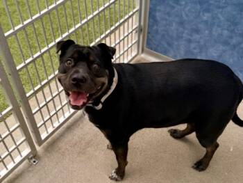 Shar Pei Dogs Available for Adoption in Loveland, Colorado - BABE | PetCurious