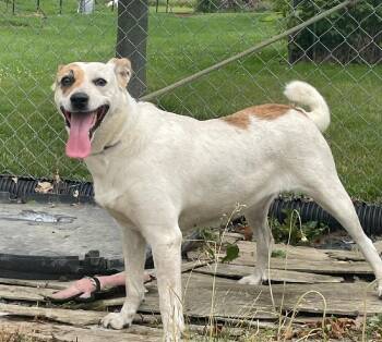 Rescue Hound Dogs for Adoption in Loveland, Ohio - Luna | PetCurious
