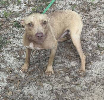 Rescue Pit Bull Terrier Dogs for Adoption in Troy, Alabama - Miso | PetCurious