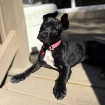 PUPPY CICI (Female) -- Private Adoption Through Owner -- Contact -  Great Dane and Black Labrador Retriever Dog for Adoption in Alpharetta, Georgia - PUPPY CICI (Female) -- Private Adoption Through Owner -- Contact | PetCurious