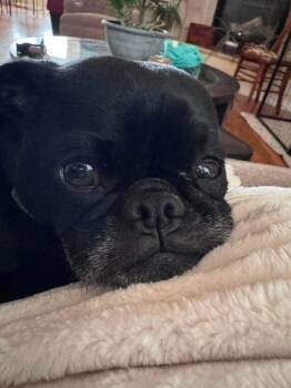 Koda -  Pug Dog for Adoption in Eagle, Idaho - Koda | PetCurious