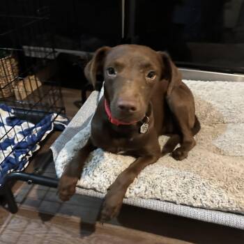 Rescue Flat Coated Retriever Dogs for Adoption in Mt. Juliet, Tennessee - Daphne (Dresden #16) | PetCurious