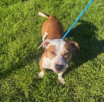Rescue Pit Bull Terrier and Mixed Breed Dogs for Adoption in Lathrop, California - BRUNO AKA COCO | PetCurious