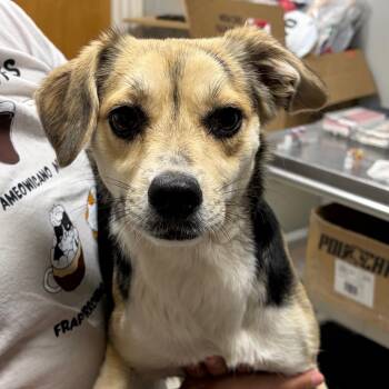 Nala -  Beagle and Mixed Breed Dog for Adoption in Laredo, Texas - Nala | PetCurious