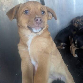 Terrier Dogs Available for Adoption - Carolina | PetCurious