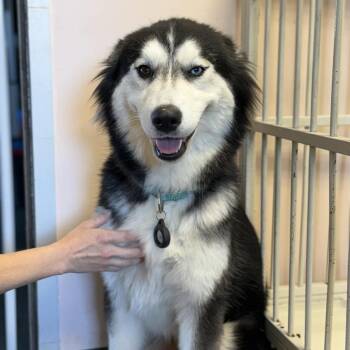 Mixed Breed Dogs Available for Adoption - Bree | PetCurious