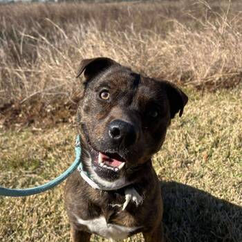 Mixed Breed Dogs Available for Adoption in Pearland, Texas - Nash | PetCurious