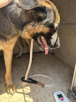 A479714 -  German Shepherd Dog Dog for Adoption in Oklahoma City, Oklahoma - A479714 | PetCurious