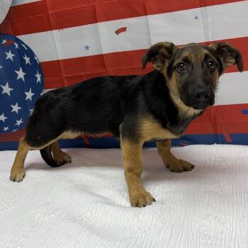 kawasaki -  German Shepherd Dog and Basset Hound Dog for Adoption in Urbana, Ohio - Kawasaki | PetCurious