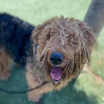Shugar -  Airedale Terrier and Mixed Breed Dog for Adoption in Fort Collins, Colorado - Shugar | PetCurious