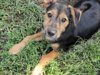 Duffy -  Schnauzer and Dachshund Dog for Adoption in Marine City, Michigan - Duffy | PetCurious
