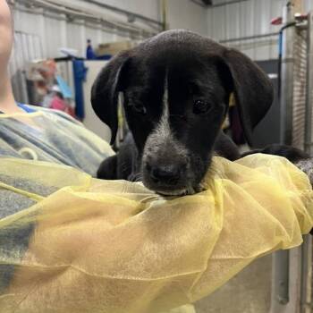 Triceratops -  Mixed Breed Dog for Adoption in Franklin, North Carolina - Triceratops | PetCurious