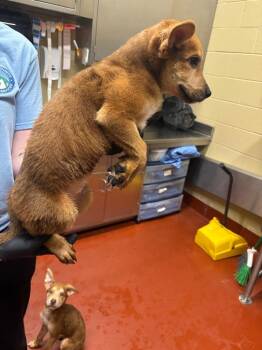 Mixed Breed Dogs Available for Adoption - Cerezo | PetCurious