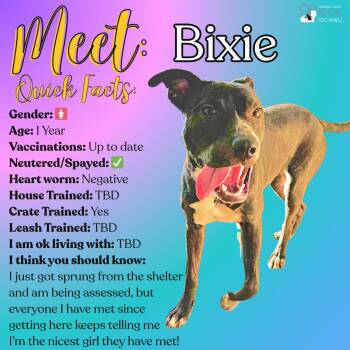 Rescue Pit Bull Terrier Dogs for Adoption in Fulton, New York - Bixie | PetCurious