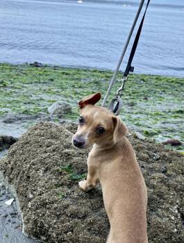 Raya -  Chihuahua Dog for Adoption in Bothell, Washington - Raya | PetCurious