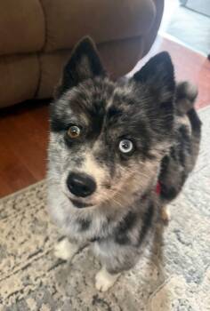 Jojo -  Pomeranian and Husky Dog for Adoption in North Haledon, New Jersey - Jojo | PetCurious