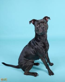 Rescue American Staffordshire Terrier and Chocolate Labrador Retriever Dogs for Adoption in Frankfort, Kentucky - Lily 5460 D | PetCurious
