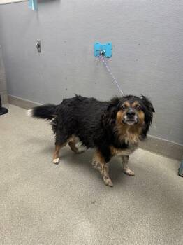 ALEXIUS -  German Shepherd Dog Dog for Adoption in Las Vegas, Nevada - ALEXIUS | PetCurious