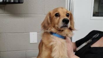 ALWAYS HERE BEAR -  Golden Retriever and Mixed Breed Dog for Adoption in Aurora, Illinois - ALWAYS HERE BEAR | PetCurious