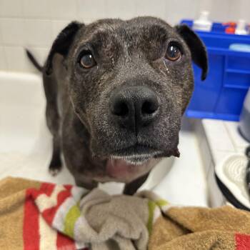 Betty -  Mixed Breed Dog for Adoption in New Port Richey, Florida - Betty | PetCurious