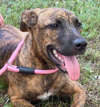 Marbles -  Mixed Breed Dog for Adoption in Groveland, Massachusetts - Marbles | PetCurious
