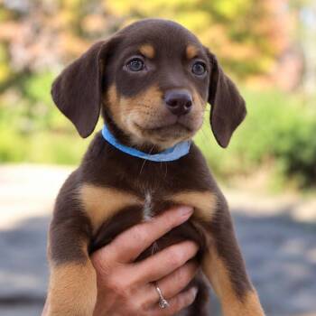 CT Gopher avail Oct 10 (Petco- Enfield, CT) -  Chocolate Labrador Retriever Dog for Adoption in Eastford, Connecticut - CT Gopher Avail Oct 10 (Petco- Enfield, CT) | PetCurious