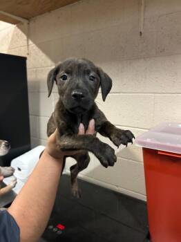 Hound and Mixed Breed Dogs Available for Adoption - Trooper | PetCurious