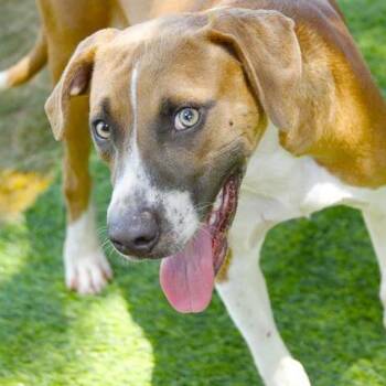Waffles -  Treeing Walker Coonhound and Mixed Breed Dog for Adoption in Hopkinton, Massachusetts - Waffles | PetCurious