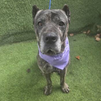 Kane -  Cane Corso Dog for Adoption in Oak Point, Texas - Kane | PetCurious