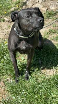 Labrador Retriever Dogs Available for Adoption in Springfield, Illinois - Rosemary | PetCurious
