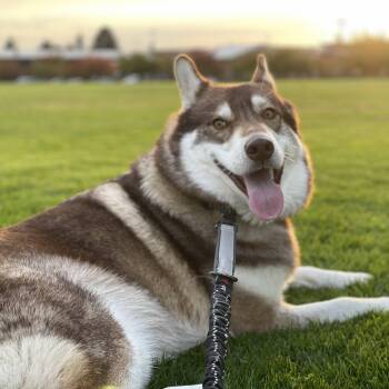 Rescue Siberian Husky Dogs for Adoption in Kirkland, Washington - Winchester - Model Husky And Adventure Buddy! | PetCurious