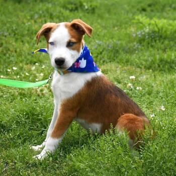 Pit Bull Terrier and Siberian Husky Dogs Available for Adoption in Broken Arrow, Oklahoma - Marino | PetCurious