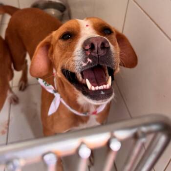 Bombon -  Mixed Breed Dog for Adoption in Vieques, Vieques - Bombon | PetCurious
