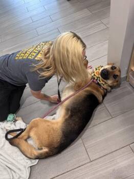 German Shepherd Dog Dogs Available for Adoption in Lafayette, Louisiana - Milo | PetCurious