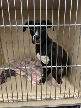 Mya -  Labrador Retriever Dog for Adoption in Gautier, Mississippi - Mya | PetCurious