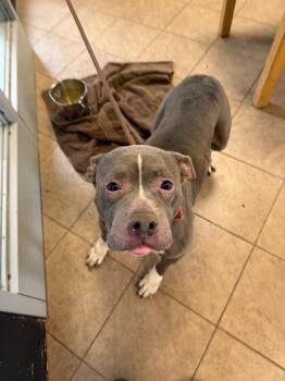 Pit Bull Terrier Dogs Available for Adoption in Marion, Ohio - Diamond | PetCurious