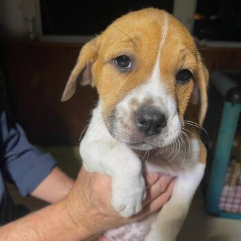Hestia -  Beagle Dog for Adoption in Rockville, Maryland - Hestia | PetCurious