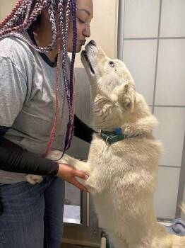Clem Smith Jr. -  Husky Dog Available for Adoption in Berkeley, California - Clem Smith Jr. | PetCurious