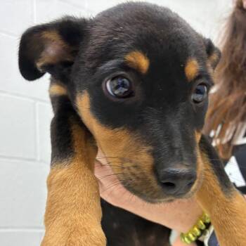 Rescue Catahoula Leopard Dog Dogs for Adoption in Corpus Christi, Texas - Han Solo | PetCurious