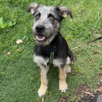 Aaron aka "Ranger" -  Mixed Breed Dog for Adoption in Memphis, Tennessee - Aaron Aka "Ranger" | PetCurious