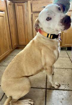 Pit Bull Terrier and Boxer Dogs Available for Adoption in Broomfield, Colorado - PENELOPE | PetCurious