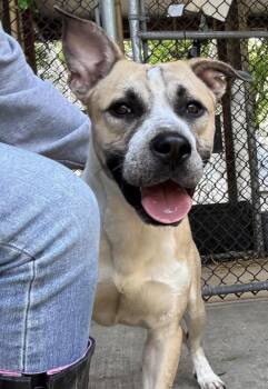 Pit Bull Terrier Dogs Available for Adoption in Chicago, Illinois - Keenon | PetCurious